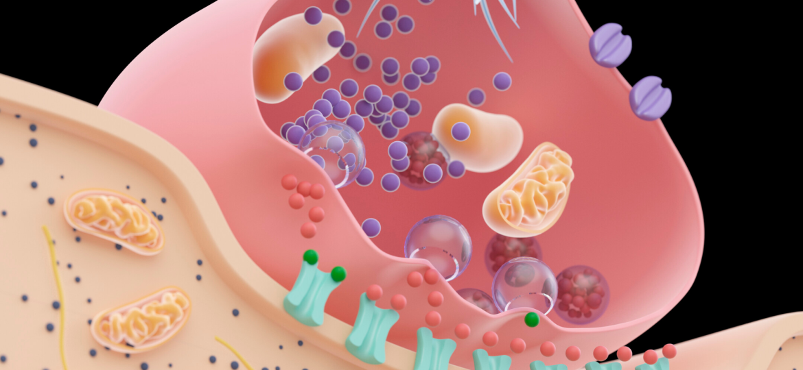 Revix Clinic | Mitochondria: The Powerhouse Behind Your Metabolism, Energy, and Aging mitochondria